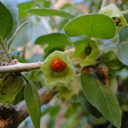 Withania frutescens