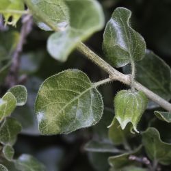 Withania frutescens