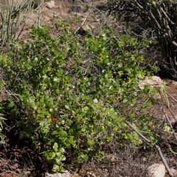 Withania frutescens