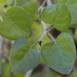 Withania frutescens
