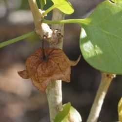Withania frutescens