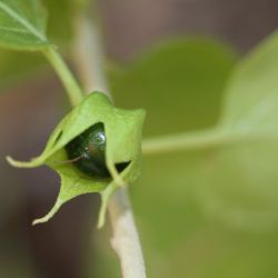 Withania frutescens