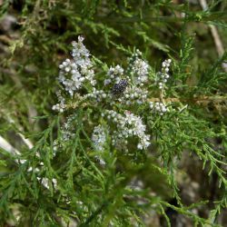 Tamarix africana