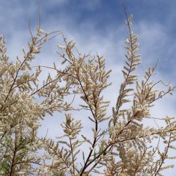 Tamarix africana