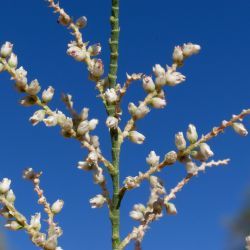 Tamarix aphylla