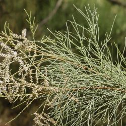 Tamarix aphylla