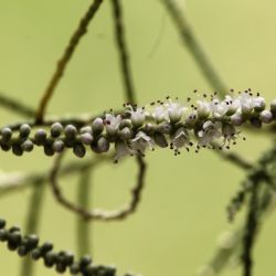 Tamarix aphylla