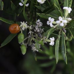 Thymelaeaceae