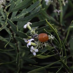 Thymelaeaceae