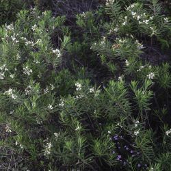 Daphne gnidium subsp. gnidium