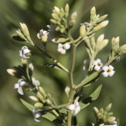 Daphne gnidium subsp. mauritanica