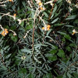 Daphne gnidium subsp. mauritanica
