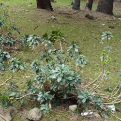 Daphne laureola
