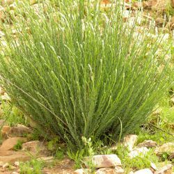 Thymelaea antiatlantica