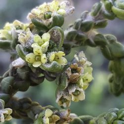Thymelaea hirsuta