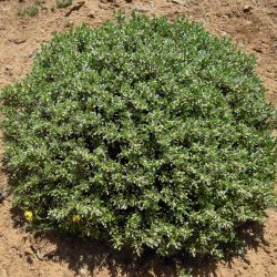 Thymelaea tartonraira