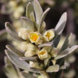 Thymelaeaceae