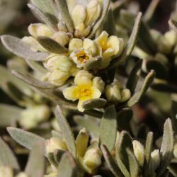 Thymelaea tartonraira