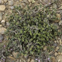 Thymelaea virescens