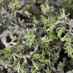 Thymelaea virescens
