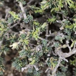 Thymelaeaceae