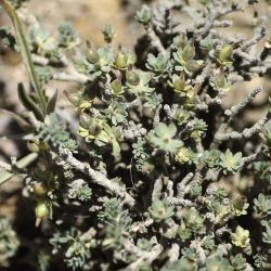 Thymelaea virescens