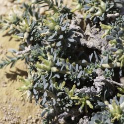 Thymelaea virescens