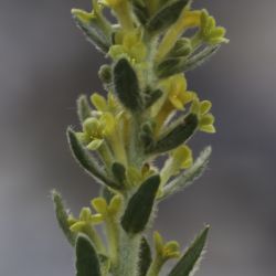 Thymelaea virgata subsp. broussonetii