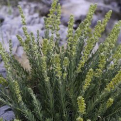 Thymelaea virgata subsp. broussonetii