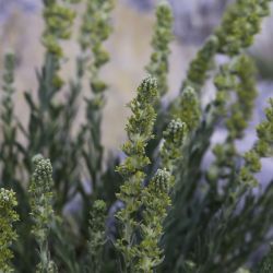 Thymelaea virgata subsp. broussonetii
