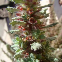 Forsskaolea tenacissima