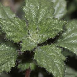 Urticaceae
