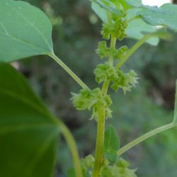 Parietaria mauritanica