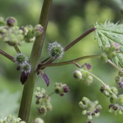 Urtica pilulifera