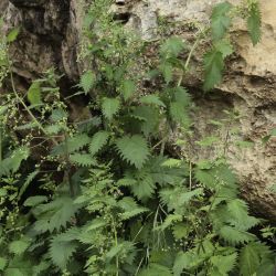 Urtica pilulifera