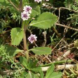 Phyla nodiflora var. nodiflora