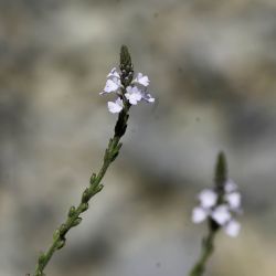 Verbenaceae