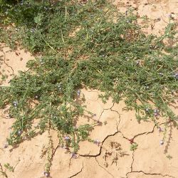 Verbena supina