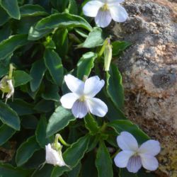 Viola arborescens