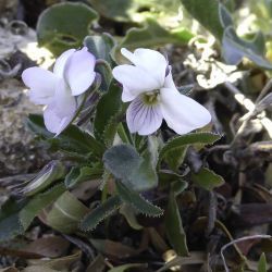 Viola arborescens