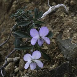 Viola arborescens