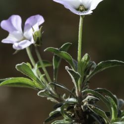 Viola arborescens