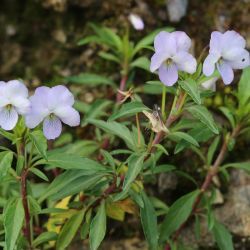 Viola arborescens
