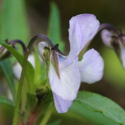 Viola arborescens