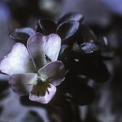 Viola dyris