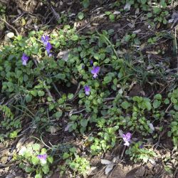 Viola munbyana