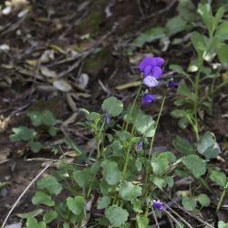 Viola munbyana