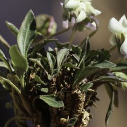 Viola saxifraga