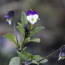Viola subatlantica