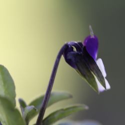 Viola subatlantica